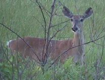 Crex Meadows: Burnett County, Wisconsin.